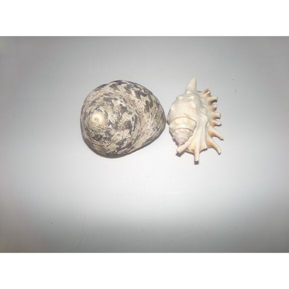 Natural Real Sea Shells Spike Spider Conch Magpie Shell Seashell Nautical Decor - Picture 11 of 14